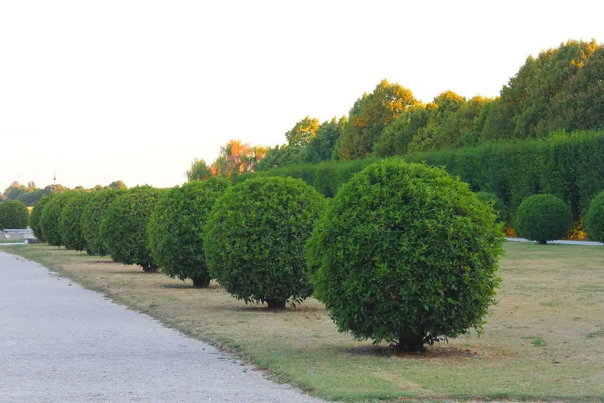 arbustes jardin