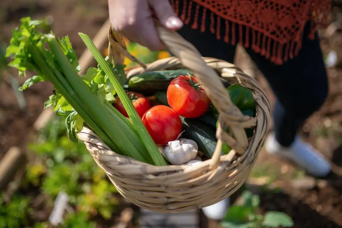 jardinage  tomates