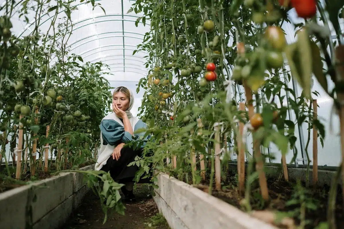 tomates  potager