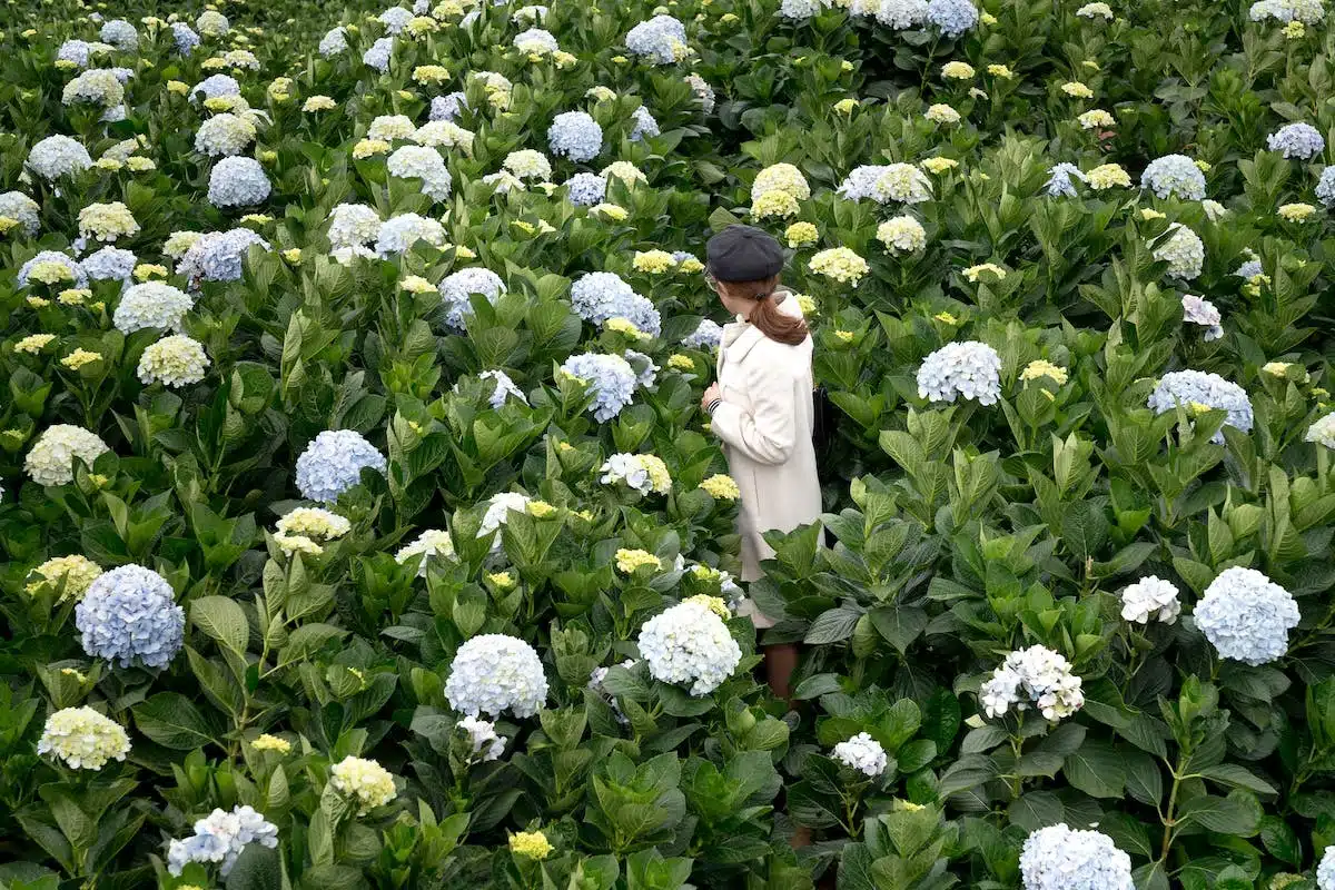 hortensia  jardinage