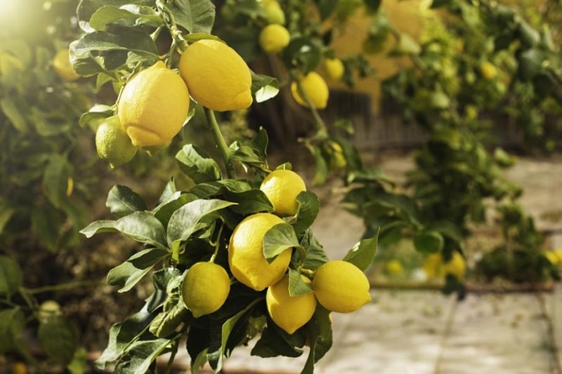Comment soigner un citronnier qui jaunit